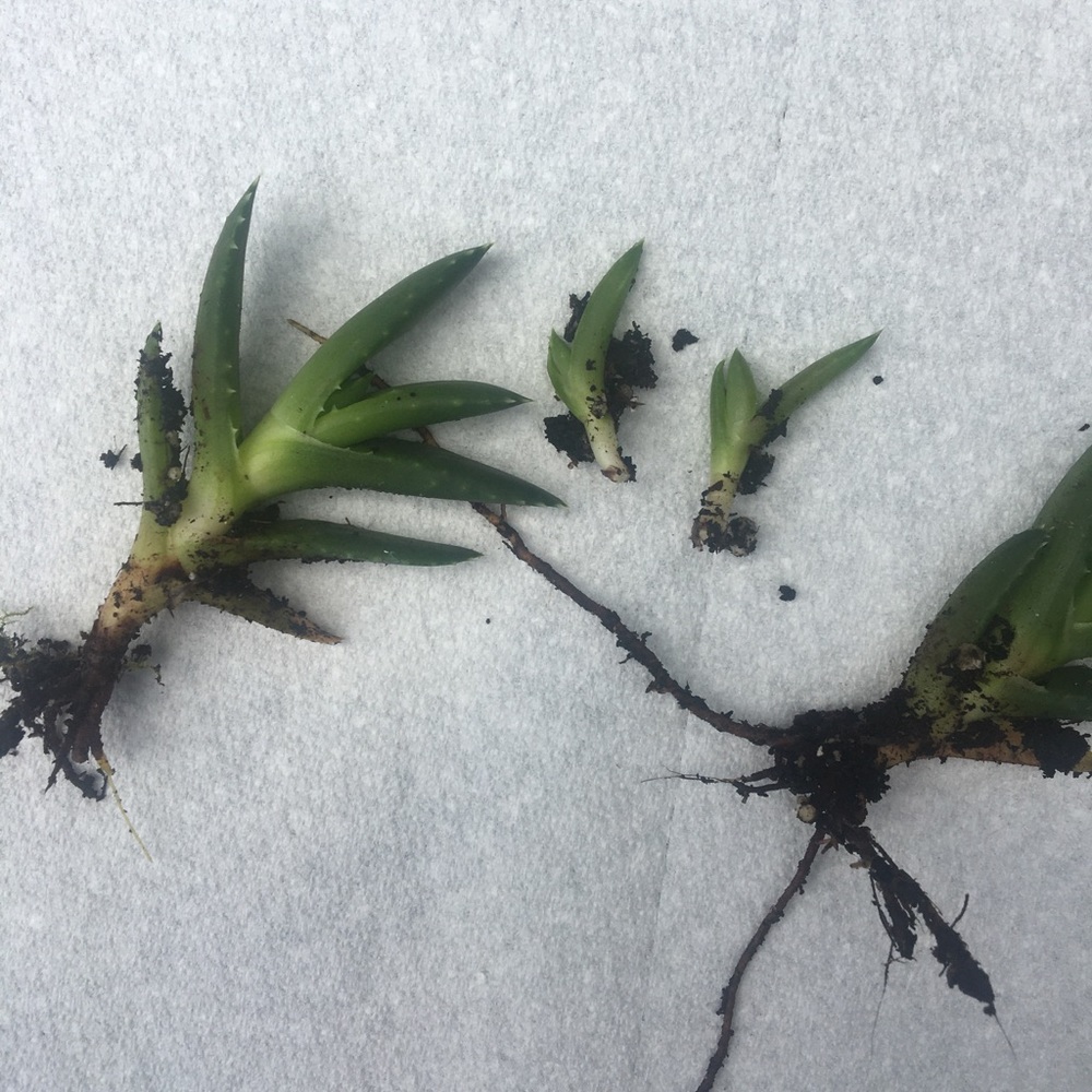 ALOE pups (Save for Sarah C)